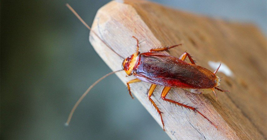 วิธีกำจัดแมลงสาบในอ่างล้างจาน และท่อระบายน้ำ กู้คืนพื้นที่ครัวของคุณ