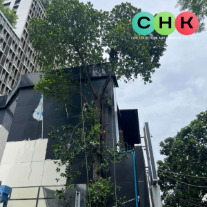 บริการตัดต้นไม้ บนเกาะสมุย โดยบริษัท CHK - รูปที่ 4