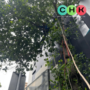 บริการตัดต้นไม้ บนเกาะสมุย โดยบริษัท CHK - รูปที่ 3