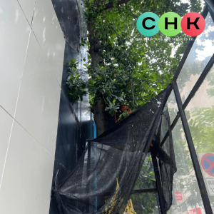บริการตัดต้นไม้ บนเกาะสมุย โดยบริษัท CHK - รูปที่ 2