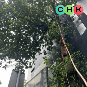 บริการตัดต้นไม้ บนเกาะสมุย โดยบริษัท CHK