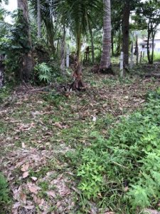 ให้บริการ งานตัดหญ้า เคลียริ่ง พื้นที่ในเกาะสมุย โดยบริษัท CHK - รูปที่ 7